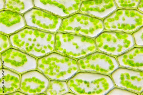 Foto de Microscopic view of moss leaf (Plagiomnium affine). Brightfield ...