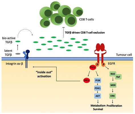 Biomedicines | Free Full-Text | Emerging Role of EGFR Mutations in Creating an Immune ...