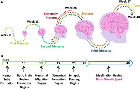 a diagram showing the stages of brain growth