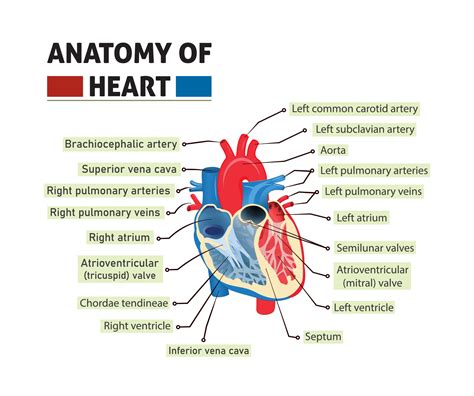 AnAnatomy of heart vector illustration. structure and Diagram with labeling 17550531 Vector Art ...