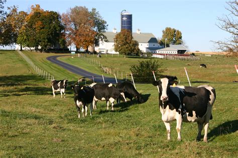 Enrollment in New Dairy Risk Management Program Open Until Nov. 28 ...