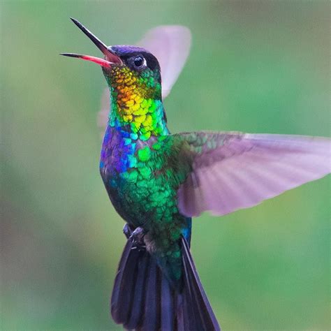 Check out this Fiery-throated hummingbird, native to Costa Rica and Panama. | Birds, Bird types ...