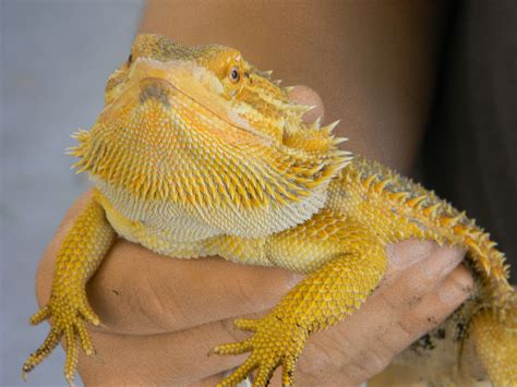 Bearded Dragon Lizard Facts