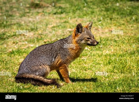 Island Fox (Urocyon littoralis), Santa Cruz Island, Channel Islands ...