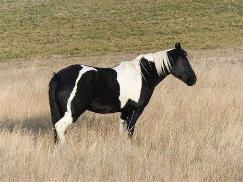 8 Things You Didn’t Know About The Paint Horse