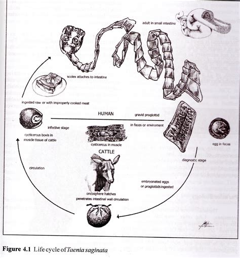 HISTOLOGY ATLAS 3D FOR MEDICAL STUDENTS.: 08/07/12