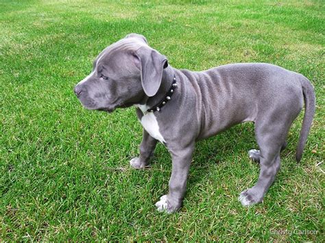 "Gorgeous Baby, Blue Pit Bull Puppy Dog With Wrinkles" by Christy Carlson | Redbubble