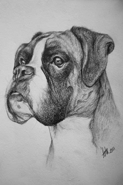 Boxer Dog Pencil Drawing