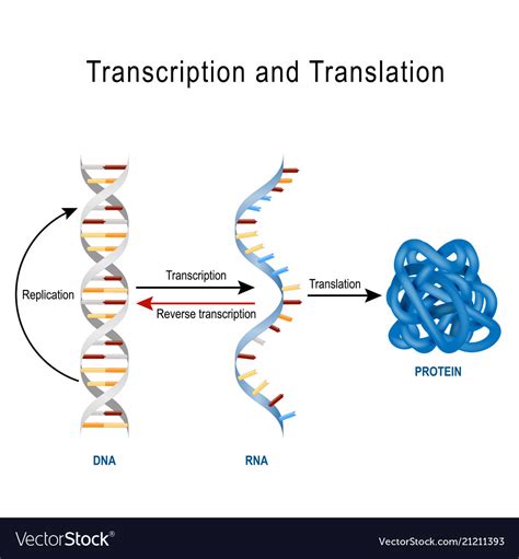 Dna Replication Vs Transcription Venn Diagram Transcription