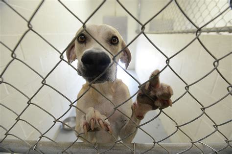 SE Texas animal shelters 'constantly full'