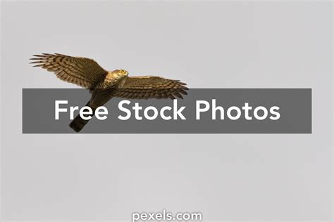 Eurasian Sparrowhawk Photos, Download The BEST Free Eurasian Sparrowhawk Stock Photos & HD Images