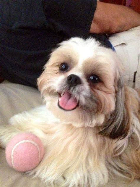 21 Reasons Shih Tzus Are Actually The Worst Dogs To Live With