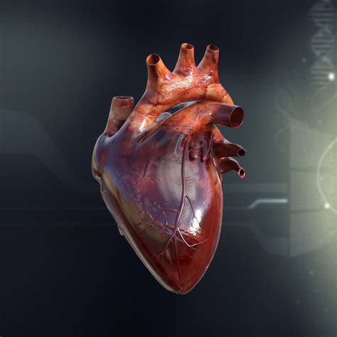 Human Heart Anatomy 3D Model MAX OBJ 3DS FBX C4D LWO LW LWS | CGTrader.com