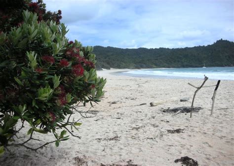 Wainuiototo or New Chums Beach Walk - Coromandel Town Information Centre