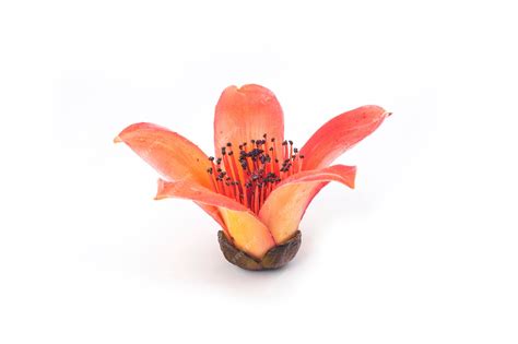 Premium Photo | Red flower Bombax ceiba on white wall