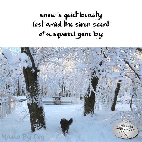 Haiku by dog Lilah Snow Siren beauty - Life with Dogs and Cats : Life ...