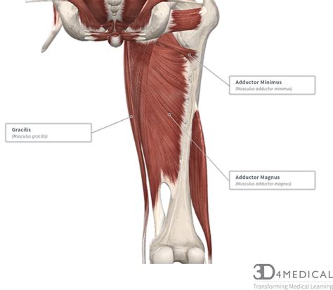 Hip Anatomy Tendons