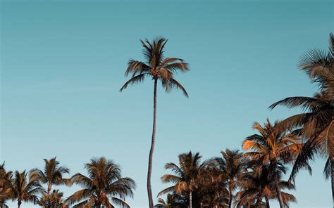 4k Palm Tree Wallpaper 4k Wallpaper Images | Porn Sex Picture