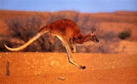 Red kangaroo, Australia animals, Big animals