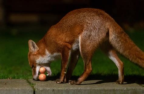 Red Fox Diet - How Much Food? | Wildlife Online