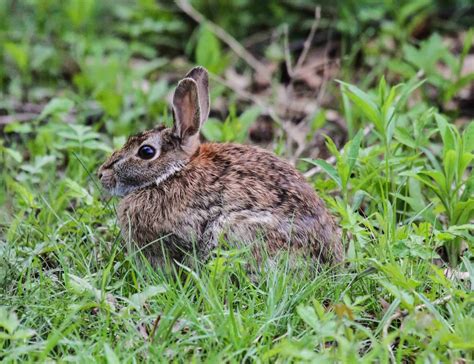 Gale's Photo and Birding Blog: Cottontail Rabbits