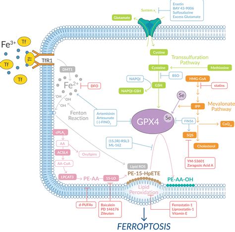 Ferroptosis Cayman Chemical | Free Download Nude Photo Gallery