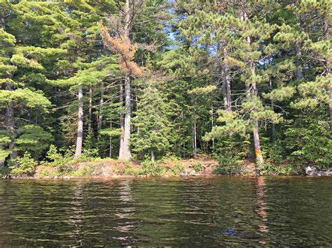 Big Trout Lake Campsite #32 in Algonquin Park | Campsite Report