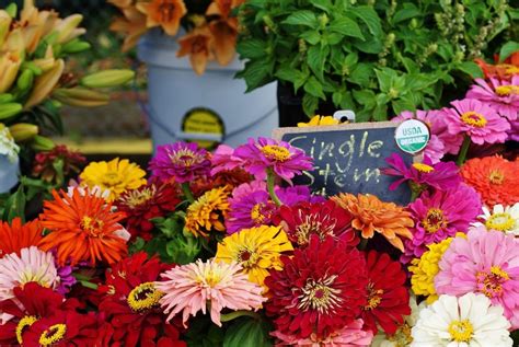 3 Reasons You Should Be Buying Flowers at the Farmer's Market ...