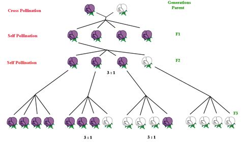 Why Did Mendel Study Pea Plants Summary