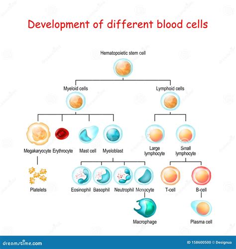 Blood Cells - Illustration Royalty-Free Stock Image | CartoonDealer.com ...