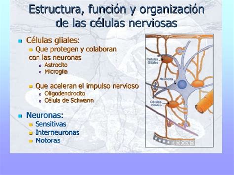 Celulas nerviosas (1)