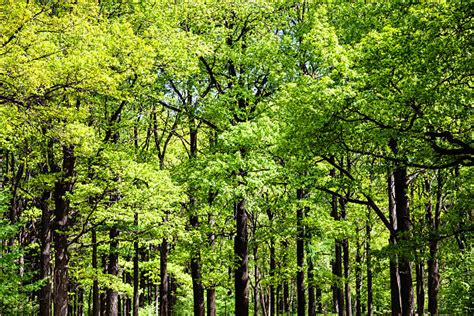 Bosco Di Querce - Stock Photos Immagini - iStock