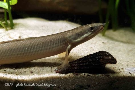 Polypterus senegalus – BAP