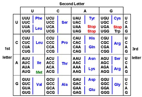 Printable Codon Table