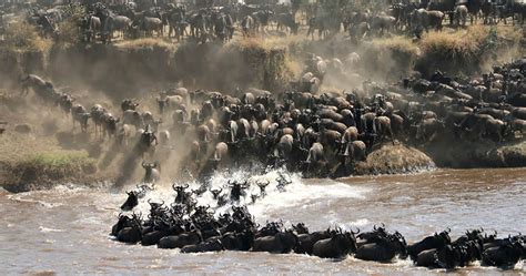 The great migration in Serengeti National Park, Tanzania