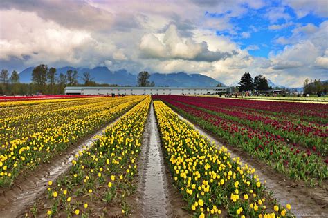 A Rainbow Of Colour At The Chilliwack Tulip Festival - World Adventurists