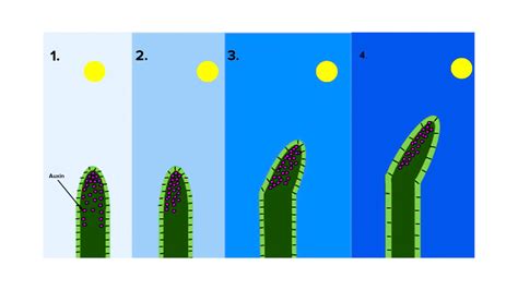 What Is the purpose of Phototropism?