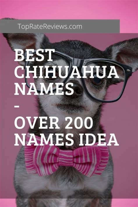 Best Chihuahua Names - Over 200 Names Ideas For Your Chihuahua