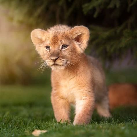 Little big kittens – meet the sweetest big cat cubs | Baby lion cubs ...