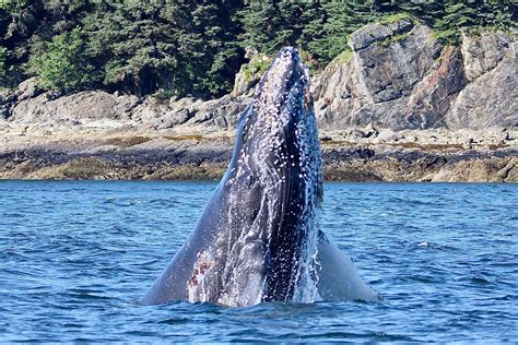 Whale Watching - Lost in Alaska Adventures