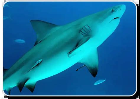 Bull Shark Facts: Habitat ,Social Life ,Interactions with Humans - SharkSider