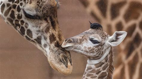 Baby Giraffes Run and Play - YouTube