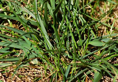 How to Get Rid of Tall Fescue Grass