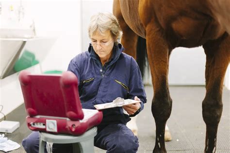 Equine Veterinary Technician Salary and Career Profile