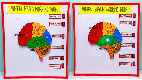 brain working mode science project for exhibition in simple and easy - diy parts | craftpiller ...