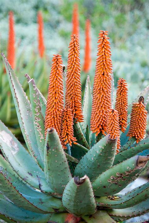 Do Aloe Plants Bloom? | Gardener’s Path