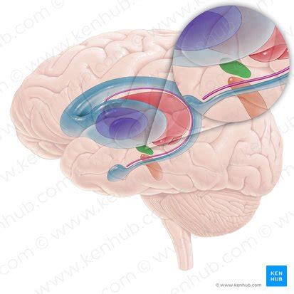 Subthalamic nucleus: Anatomy, location and function | Kenhub