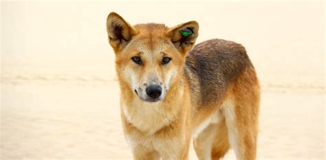 Dingoes do bark: why most dingo facts you think you know are wrong