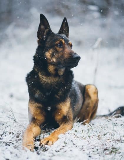 Belgian Malinois German Shepherd Mix: The German Malinois