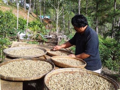 Sagada organic coffee wins international award in Paris ~ WowCordillera